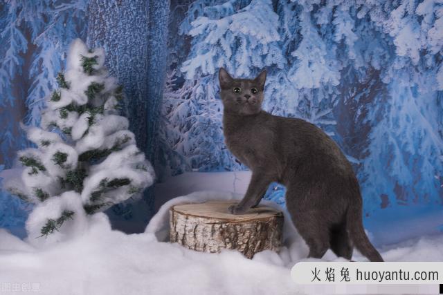 俄罗斯短毛猫的毛有什么光泽(俄罗斯长毛猫的品种有哪些)