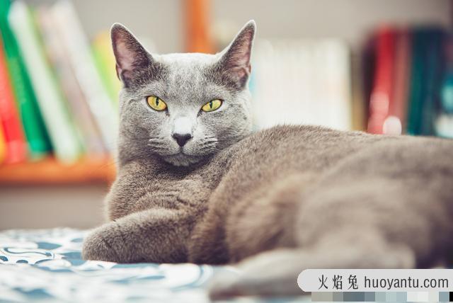 俄罗斯短毛猫的毛有什么光泽(俄罗斯长毛猫的品种有哪些)