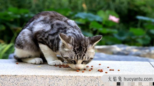 猫自己知道自己是猫吗(猫咪知道自己是猫吗)