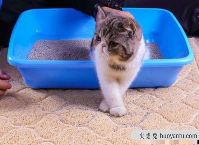 猫自己知道自己是猫吗(猫咪知道自己是猫吗)