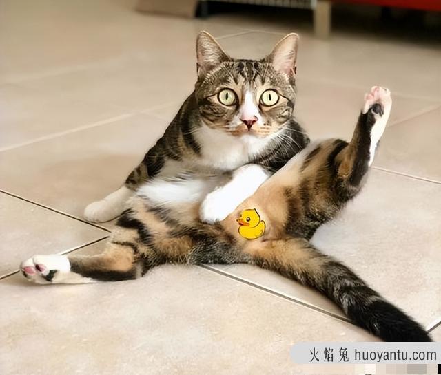 猫尿闭怎么帮他排尿(闭尿的猫如何照顾)