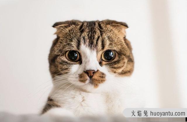 猫尿闭怎么帮他排尿(闭尿的猫如何照顾)