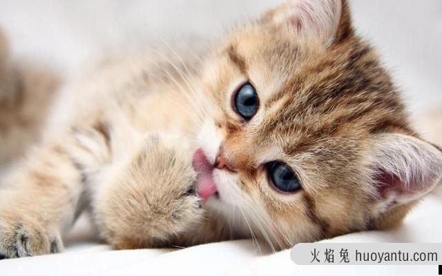 猫尿闭怎么帮他排尿(闭尿的猫如何照顾)