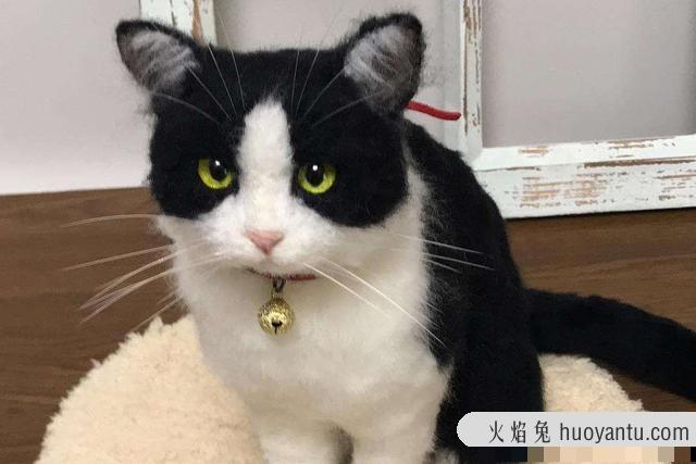 猫尿闭怎么帮他排尿(闭尿的猫如何照顾)