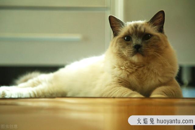 什么容易诱发猫传腹(猫传腹诱发原因)