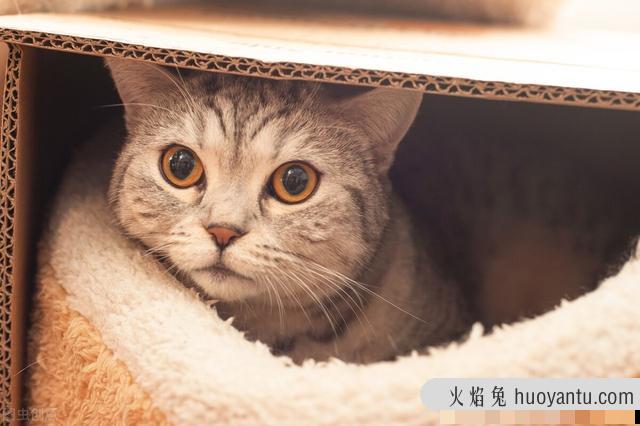 什么容易诱发猫传腹(猫传腹诱发原因)