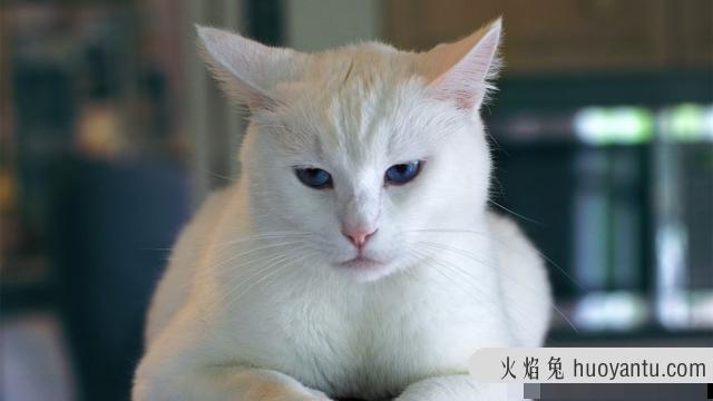 猫咪换牙期是几个月(猫咪换牙期多长时间)