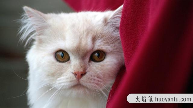 猫咪换牙期是几个月(猫咪换牙期多长时间)