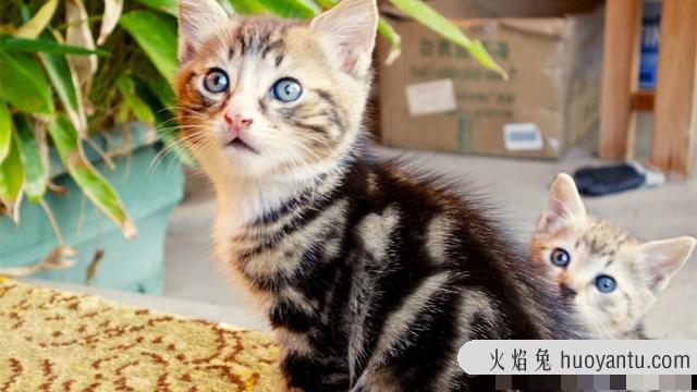 猫咪换牙期是几个月(猫咪换牙期多长时间)