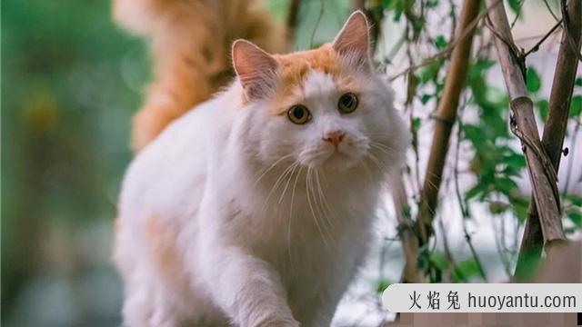 猫咪换牙期是几个月(猫咪换牙期多长时间)