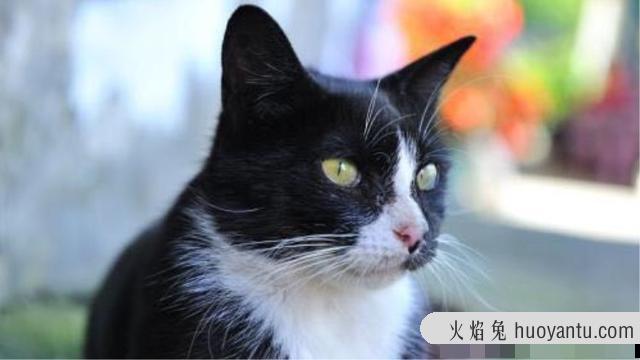 猫咪换牙期是几个月(猫咪换牙期多长时间)