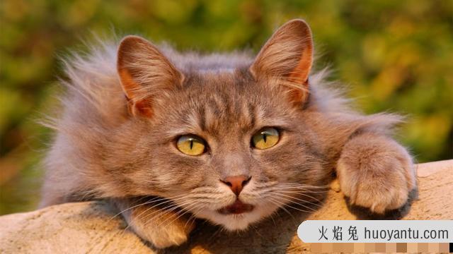 猫咪换牙期是几个月(猫咪换牙期多长时间)