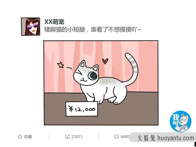 矮脚猫为什么不建议买(银渐层矮脚猫为什么不建议买)