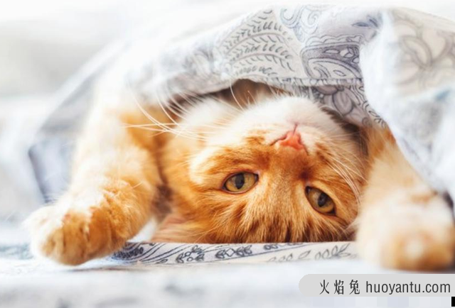 猫肚子一颤一颤的正常吗(猫肚子打颤是怎么回事)