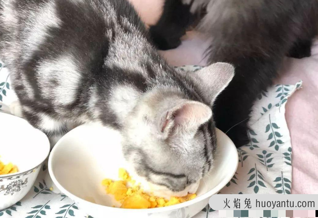 猫除了猫粮还能吃什么(猫除了猫粮还能吃什么食物)