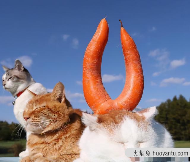 猫除了猫粮还能吃什么(猫除了猫粮还能吃什么食物)