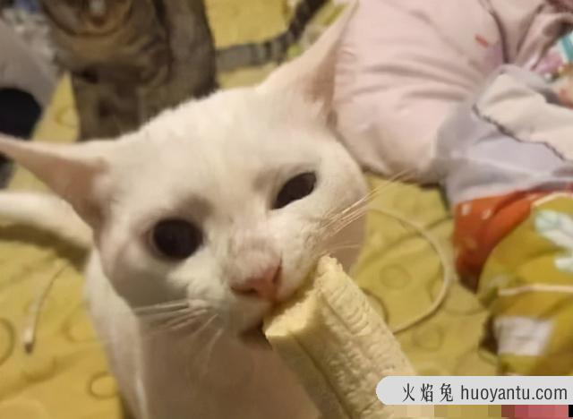 猫除了猫粮还能吃什么(猫除了猫粮还能吃什么食物)