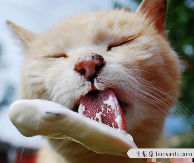 猫除了猫粮还能吃什么(猫除了猫粮还能吃什么食物)