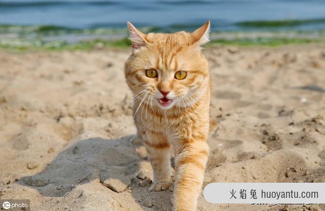 猫咪不拉屎只撒尿给他吃什么药(猫咪不拉屎喂什么药)