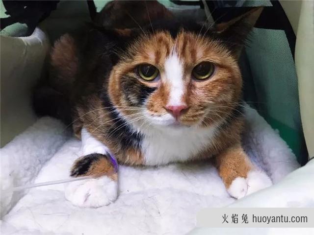 猫传腹是传染的吗(猫传腹一定是传染的吗)