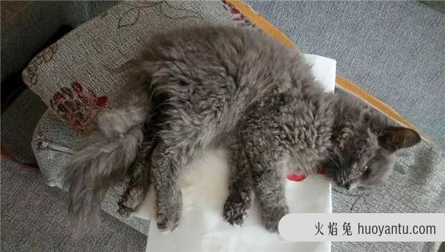 猫传腹是传染的吗(猫传腹一定是传染的吗)