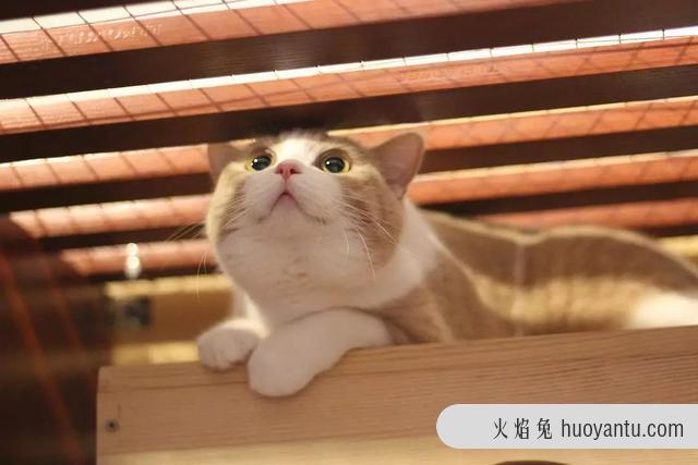 猫传腹是传染的吗(猫传腹一定是传染的吗)