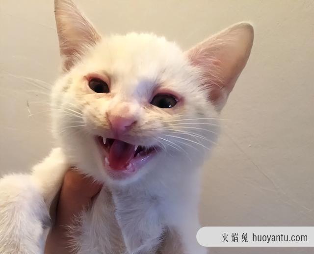 猫得了胃肠炎能治愈么(猫肠胃炎会自己痊愈吗)