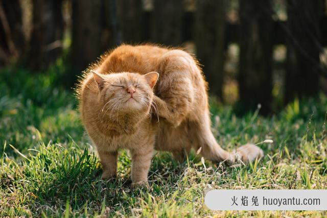 治疗猫咪口炎的最佳方式(猫咪口炎的治疗方法)