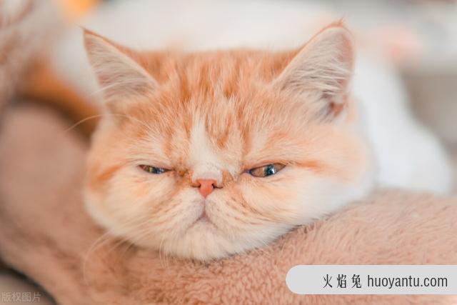 治疗猫咪口炎的最佳方式(猫咪口炎的治疗方法)