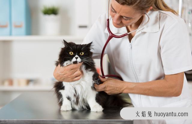 猫三联预防哪些病(猫三联预防哪些病和狂犬疫苗)