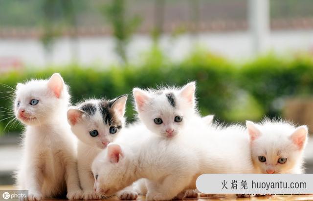 猫咪不拉屎只撒尿给他吃什么药(猫咪不拉屎喂什么药)