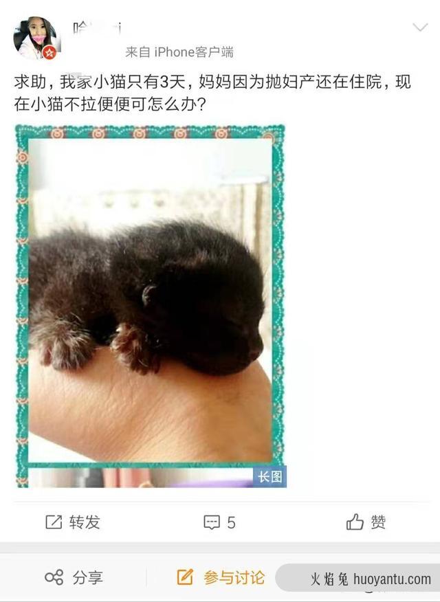 猫咪不拉屎只撒尿给他吃什么药(猫咪不拉屎喂什么药)