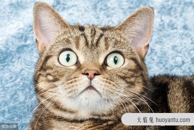 猫咪不拉屎只撒尿给他吃什么药(猫咪不拉屎喂什么药)