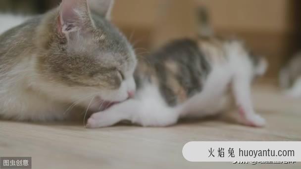 猫咪不拉屎只撒尿给他吃什么药(猫咪不拉屎喂什么药)