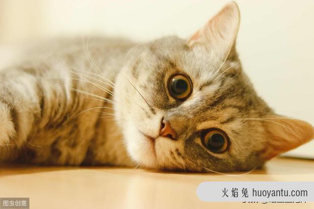 猫咪不拉屎只撒尿给他吃什么药(猫咪不拉屎喂什么药)