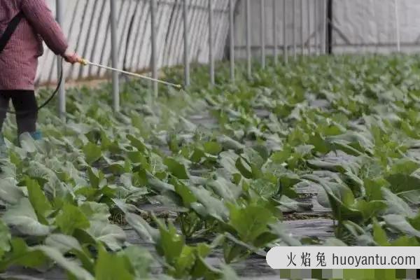 蔬菜打药后多久能采摘食用，蔬菜如何清洗干净