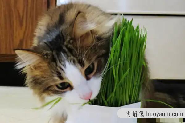 猫草种子是不是就是小麦种子