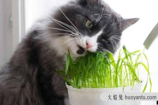 猫草种子是不是就是小麦种子