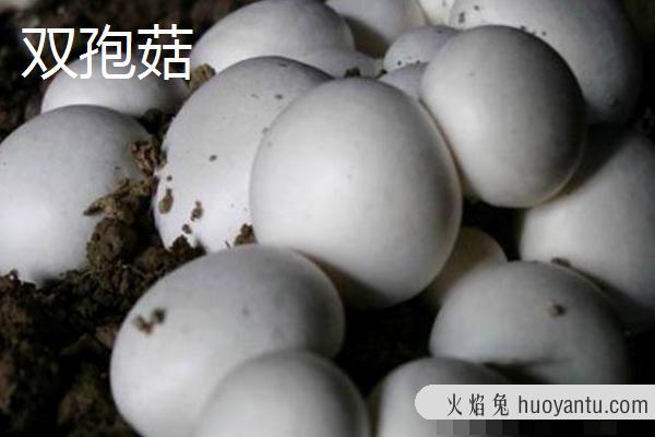 口蘑是双孢菇吗