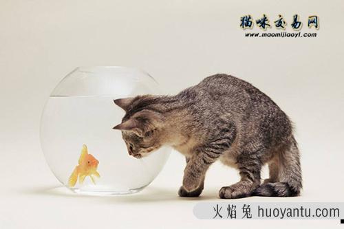 阿比尼西亚宠物猫好饲养吗？